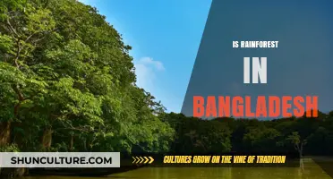 Exploring Bangladesh's Lush Rainforest: A Hidden Ecological Treasure