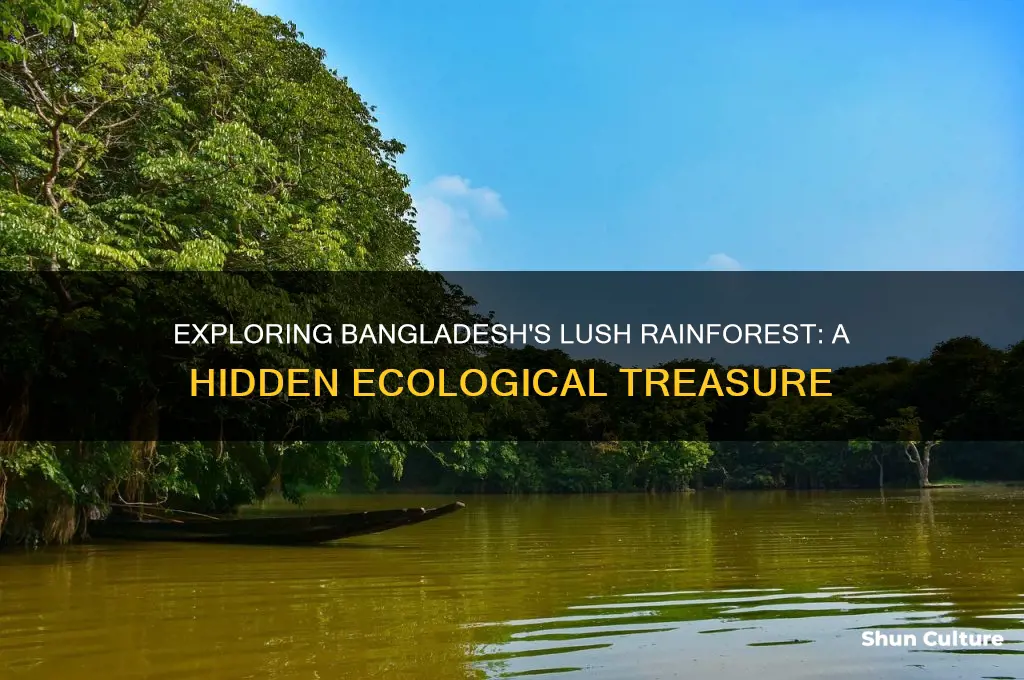 is rainforest in bangladesh