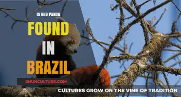 Are Red Pandas Native to Brazil? Unraveling the Myth