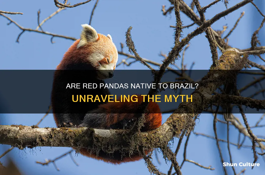 is red panda found in brazil