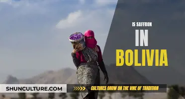 Saffron's Journey: Bolivia's Golden Spice