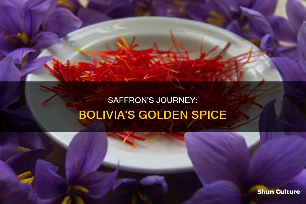 is saffron in bolivia