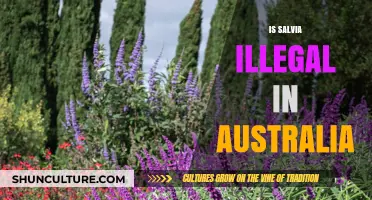 Salvia's Legal Status in Australia: What You Need to Know