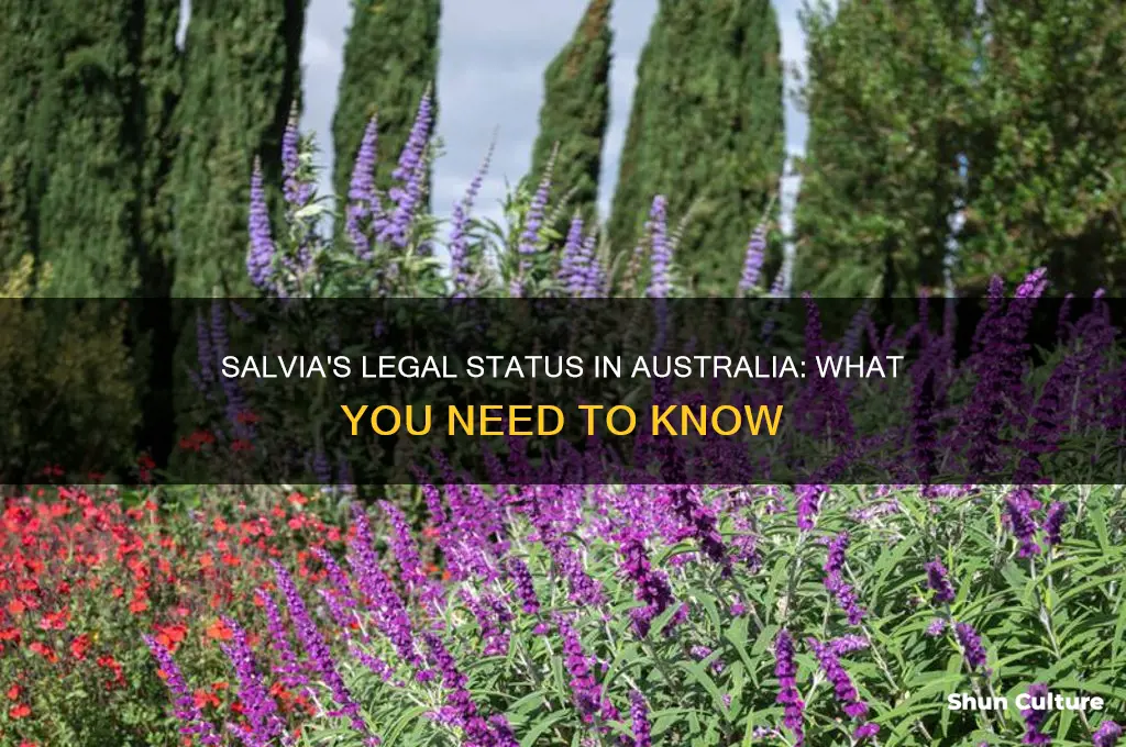 is salvia illegal in australia