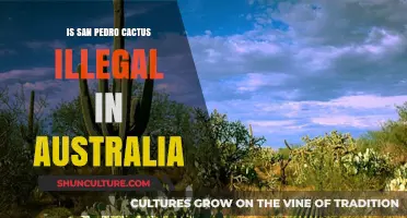 San Pedro Cactus: Australia's Legal Stance Explored