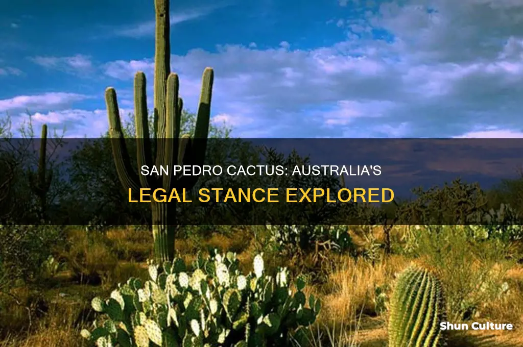 is san pedro cactus illegal in australia