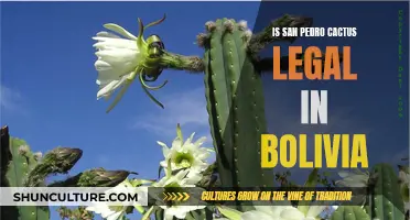 Exploring San Pedro Cactus Legality in Bolivia