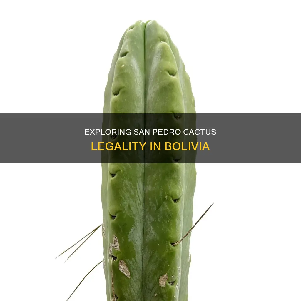 is san pedro cactus legal in bolivia