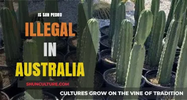San Pedro Cactus: Australia's Legal Perspective