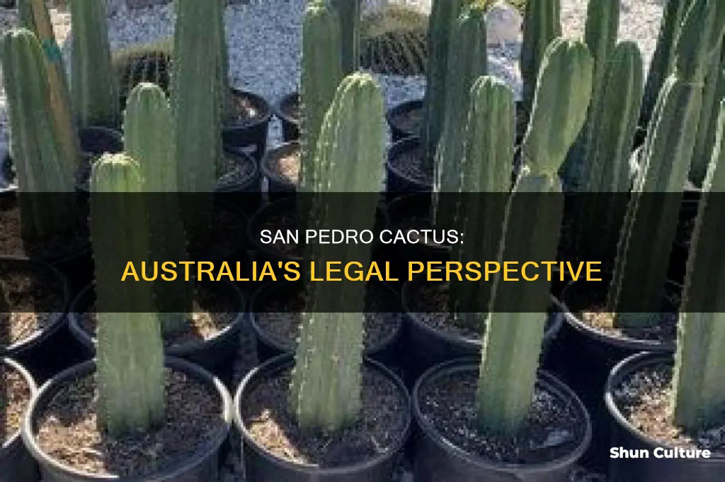 is san pedro illegal in australia
