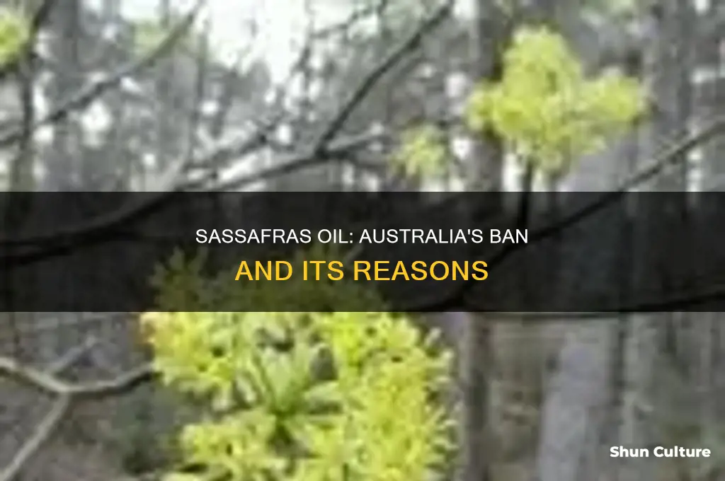 is sassafras oil illegal in australia