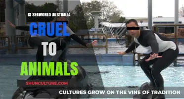 Seaworld Australia: Animal Cruelty or Ethical Treatment?