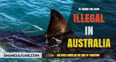 Shark Fin Soup: Australia's Illegal Delicacy