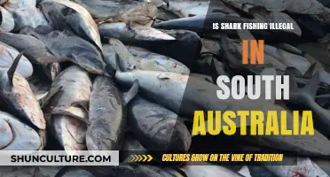 Shark Fishing in South Australia: What's the Law?