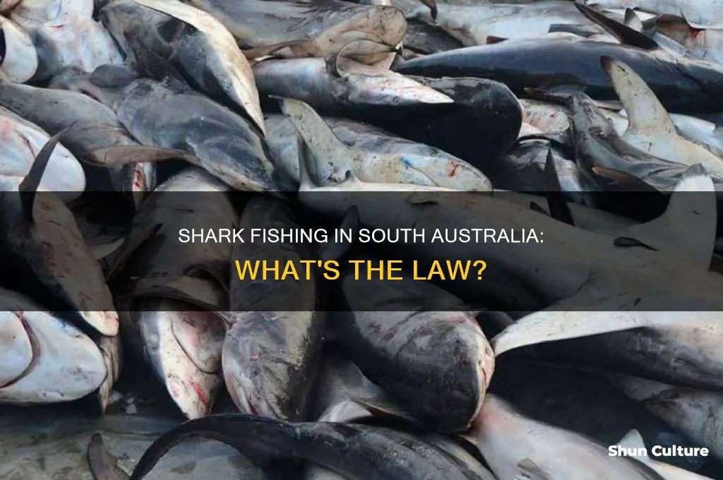is shark fishing illegal in south australia