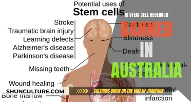Stem Cell Research: Australia's Strict Regulations
