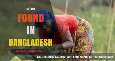 Exploring Taro's Presence: Is This Root Vegetable Found in Bangladesh?