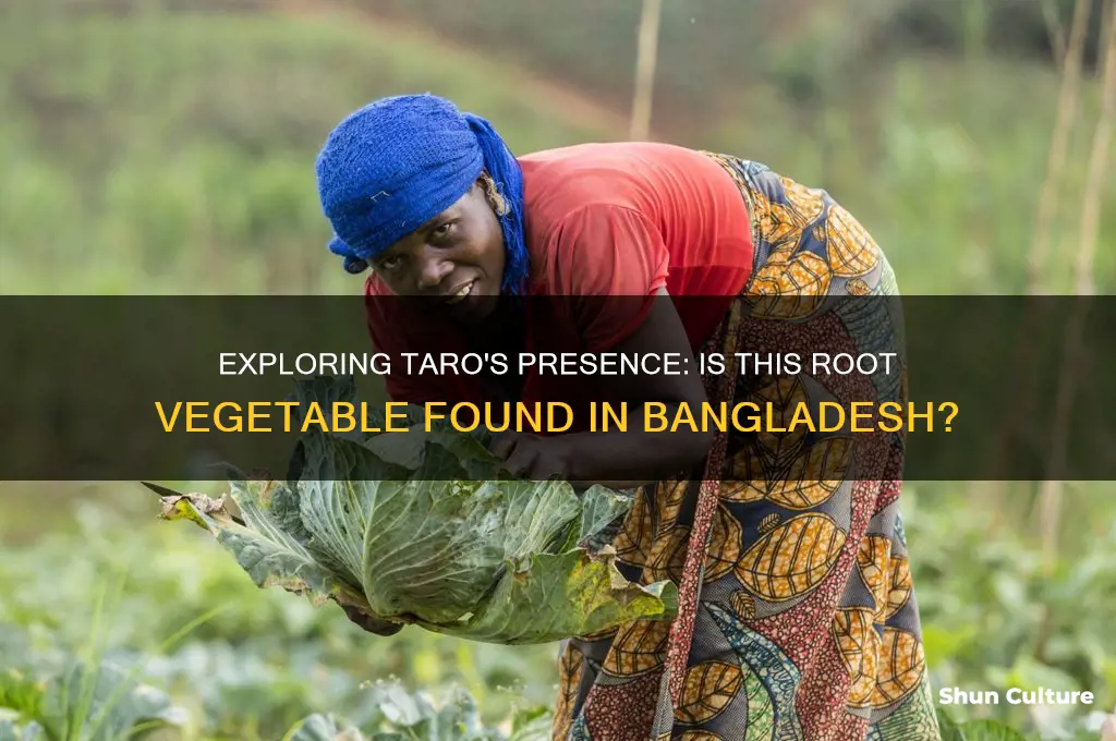 is taro found in bangladesh