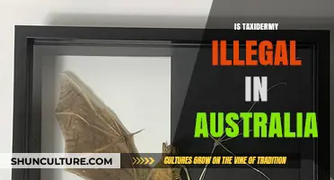 Taxidermy in Australia: What's the Law?