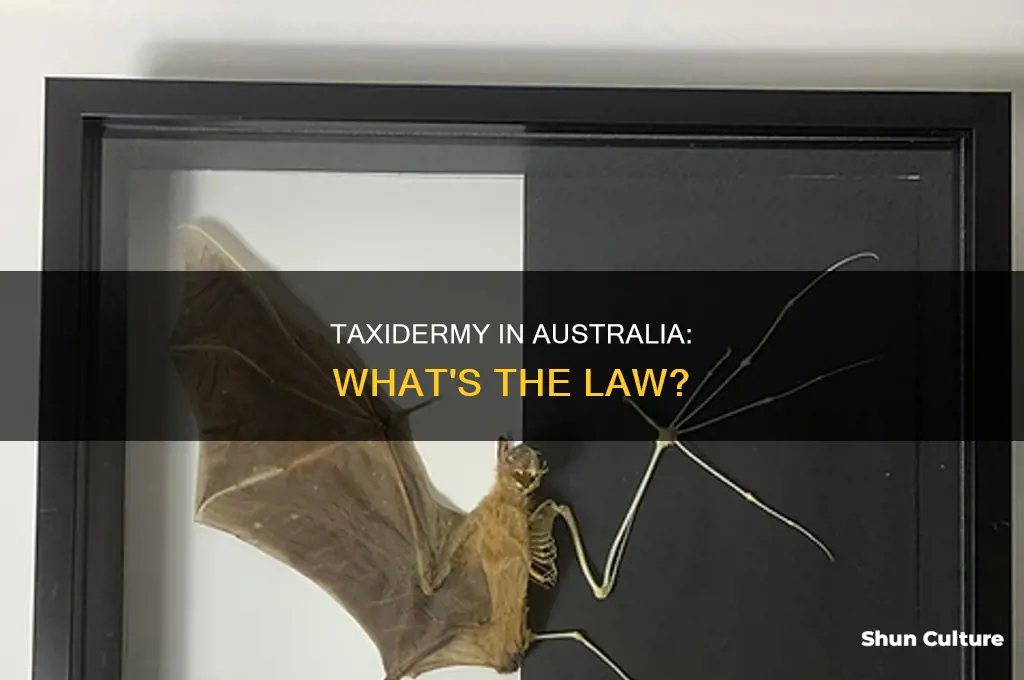 is taxidermy illegal in australia