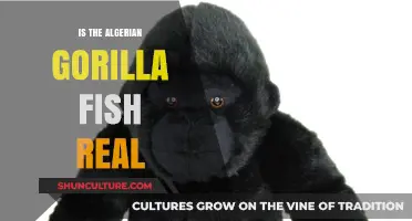 Unveiling the Mystery: Is the Algerian Gorilla Fish Real?