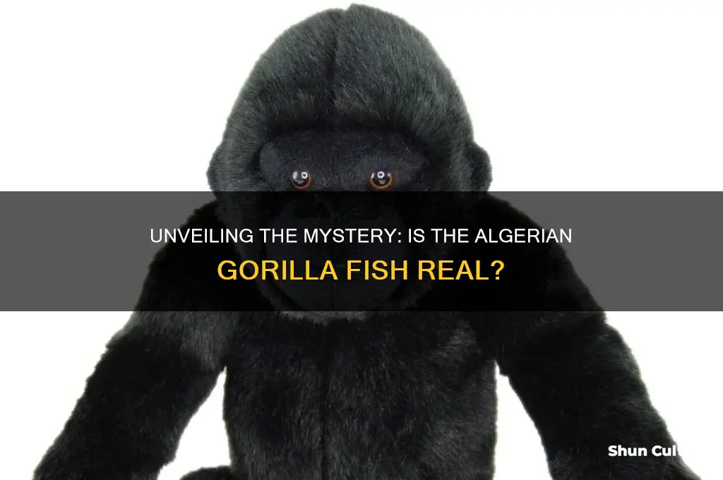 is the algerian gorilla fish real