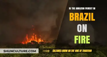 Amazon Rainforest Ablaze: Brazil's Environmental Crisis and Global Impact