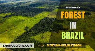 Is the Amazon Forest in Brazil? Unraveling the Rainforest's Location