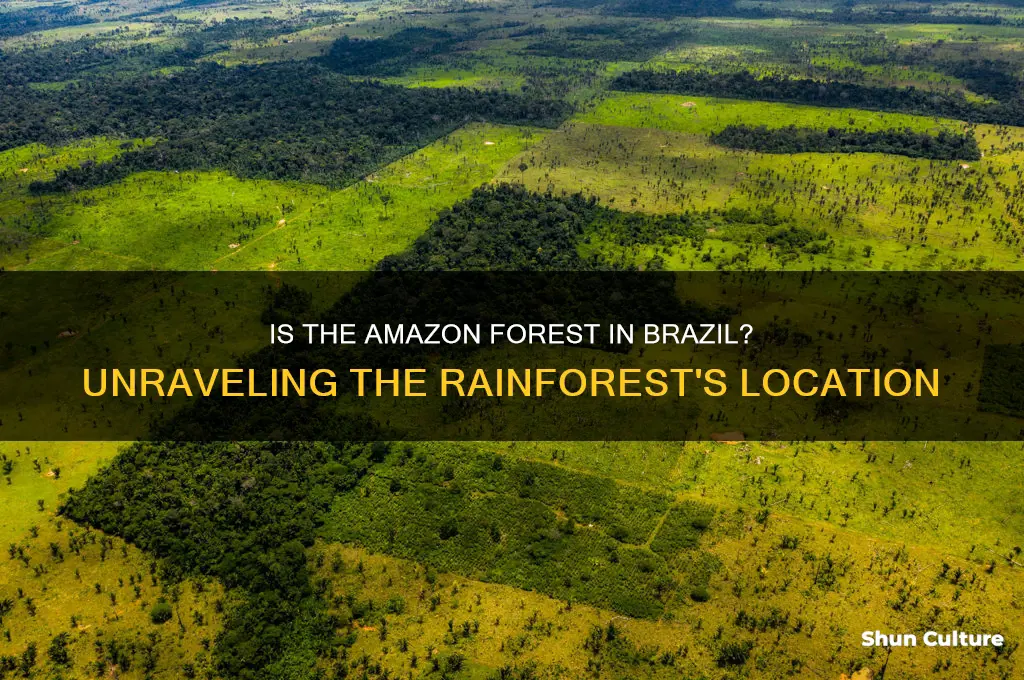 is the amazon forest in brazil