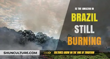 Amazon Rainforest Fires: Current Status and Ongoing Environmental Concerns