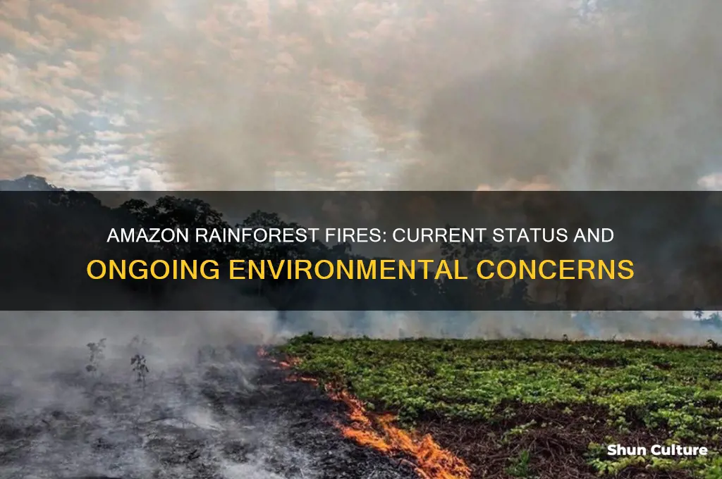 is the amazon in brazil still burning