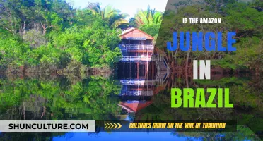 Is the Amazon Jungle in Brazil? Exploring the Rainforest's Location