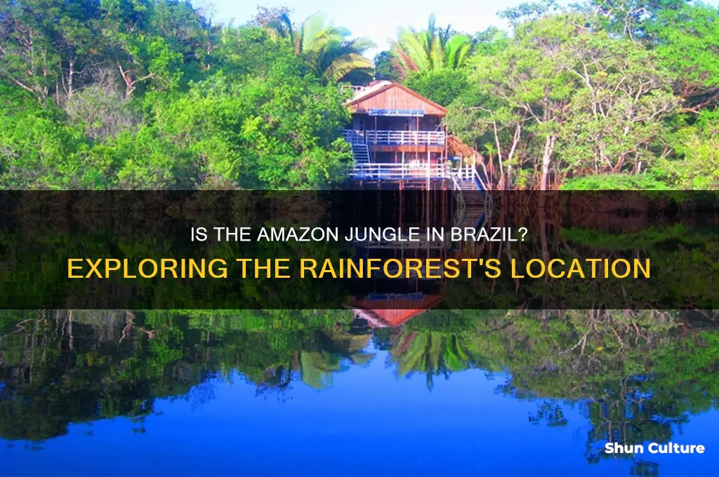 is the amazon jungle in brazil