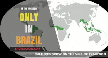 Is the Amazon Only in Brazil? Exploring the Rainforest's True Reach
