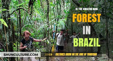 Exploring the Amazon Rainforest: Brazil's Vital Role and Impact