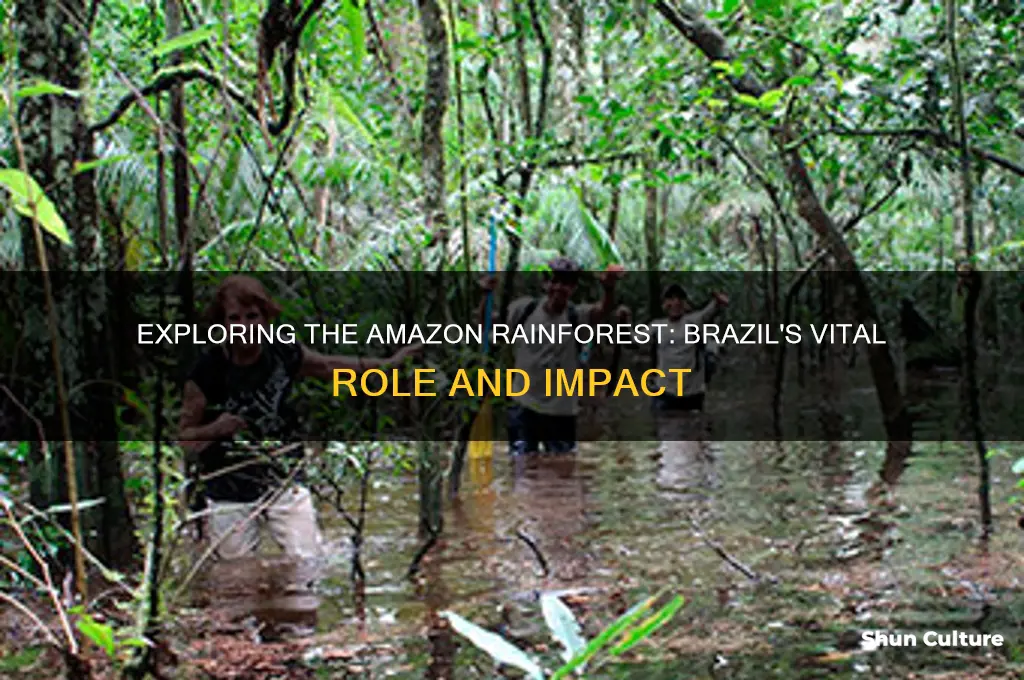 is the amazon rain forest in brazil