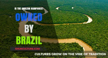 Who Owns the Amazon Rainforest? Brazil's Role Explained