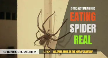 The Truth About Australia's Bird-Eating Spiders