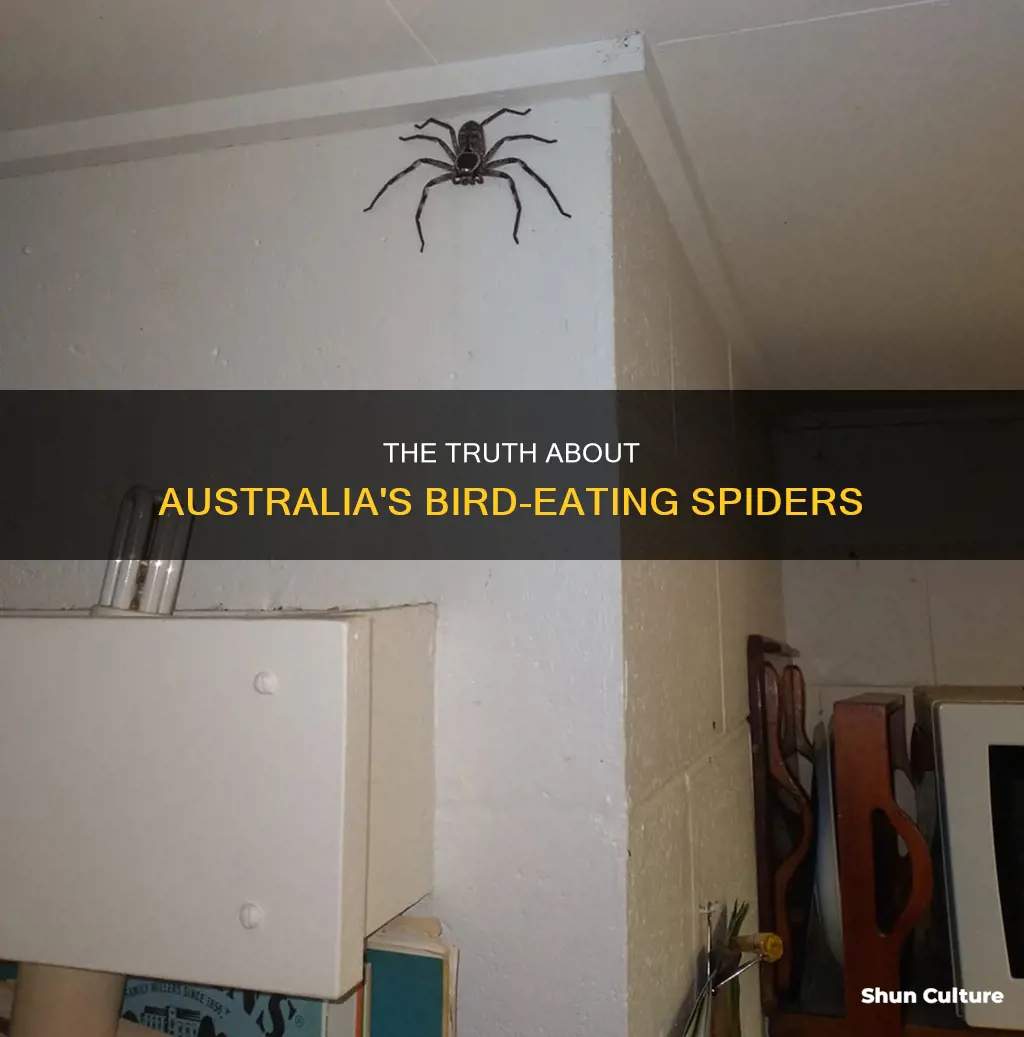 is the australian bird eating spider real