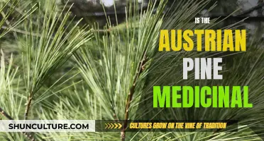 Austrian Pine: Nature's Medicine Cabinet Secrets Revealed