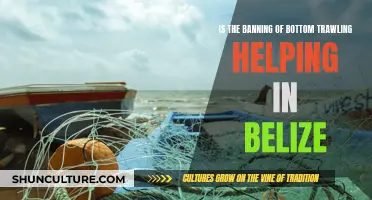 Belize's Bottom Trawling Ban: A Marine Environment Savior?