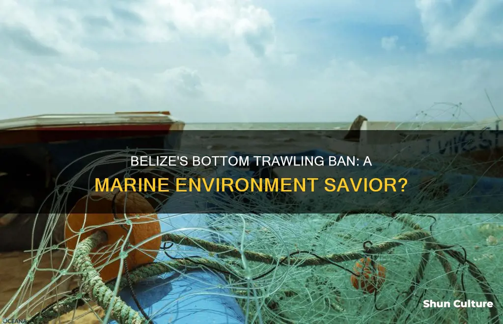 is the banning of bottom trawling helping in belize