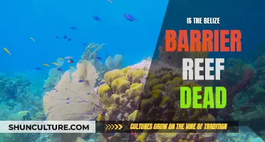 The Belize Barrier Reef: A Tale of Resilience and Recovery