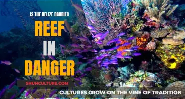 Belize Barrier Reef: Paradise in Peril