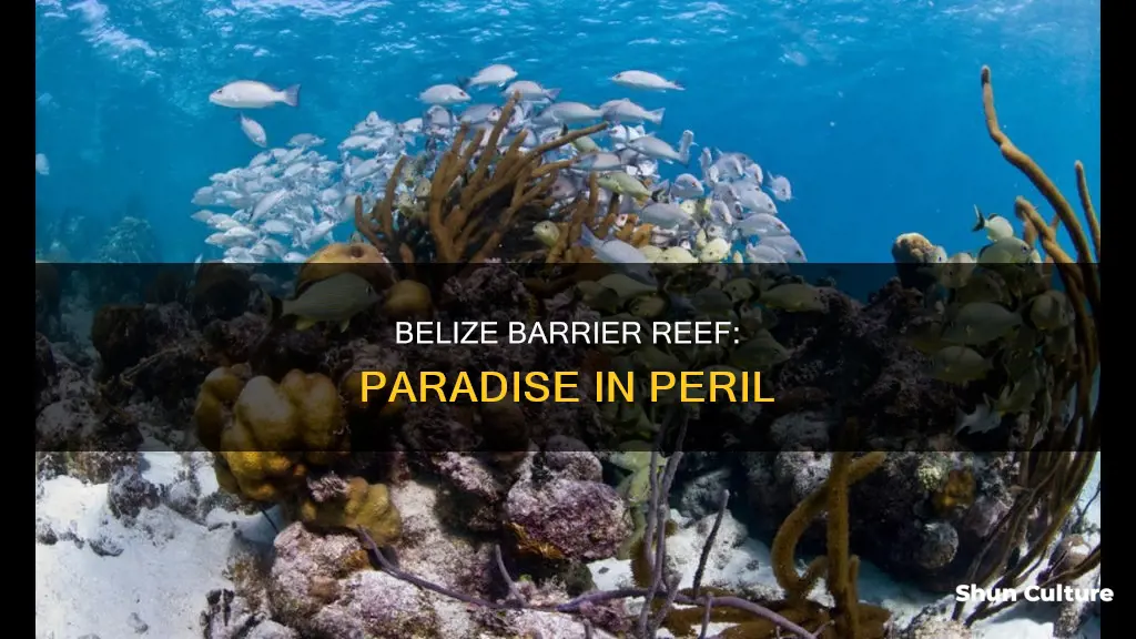 is the belize barrier reef in danger