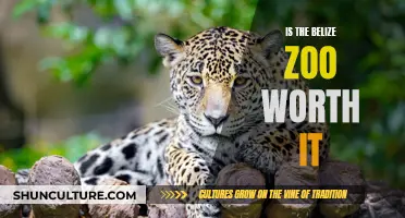 The Belize Zoo: A Wild Adventure Worth Taking