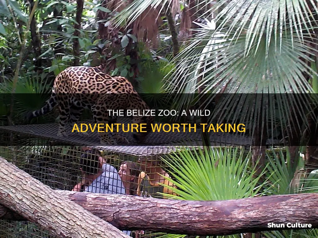 is the belize zoo worth it