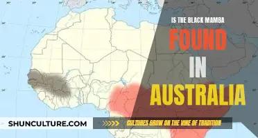 Black Mamba: An Australian Resident or Not?