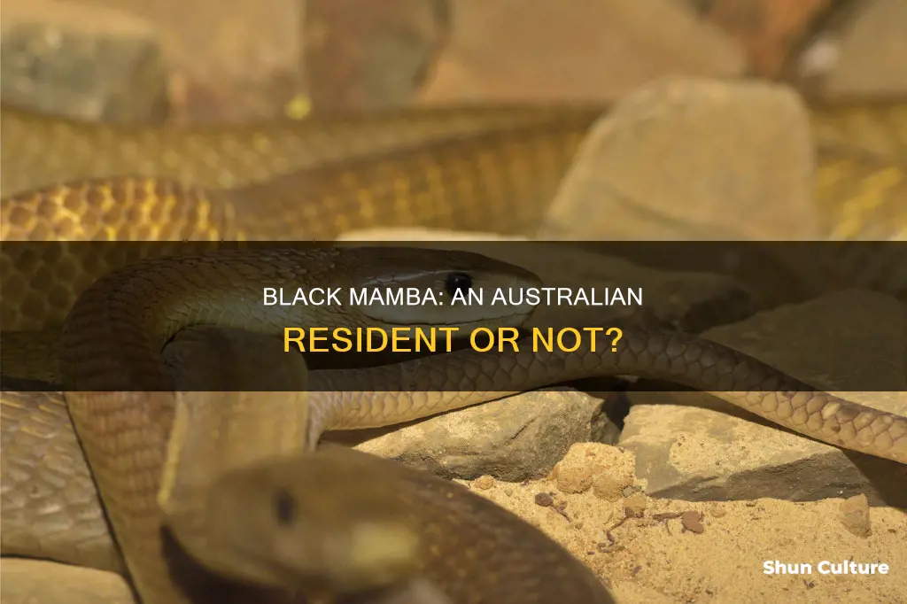 is the black mamba found in australia