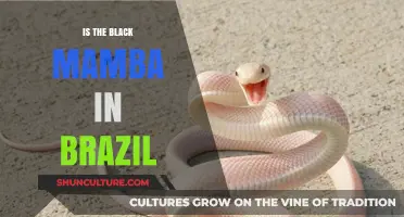 Black Mamba in Brazil: Myth or Reality? Unveiling the Truth